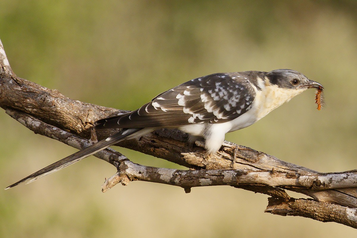 Great Spotted Cuckoo - Yann Kolbeinsson