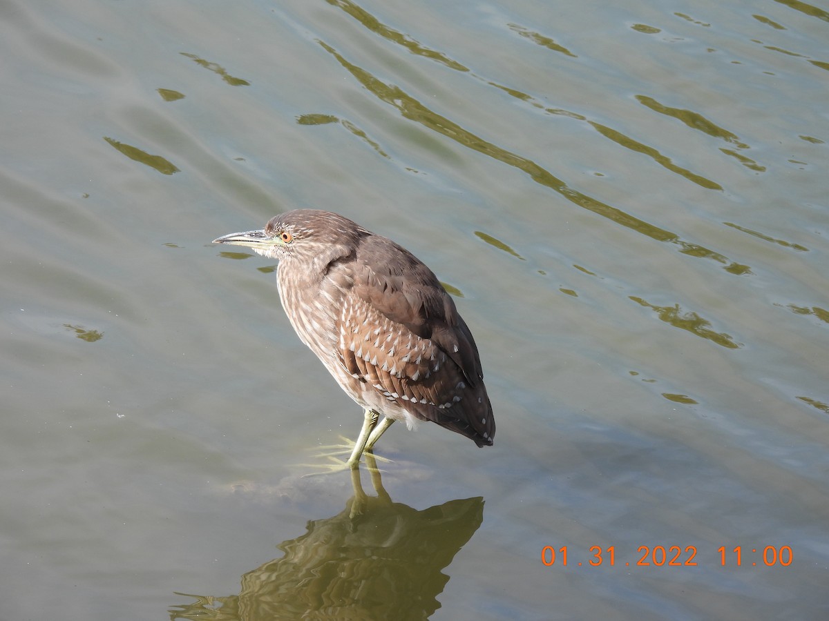 Black-crowned Night Heron - ML411685301