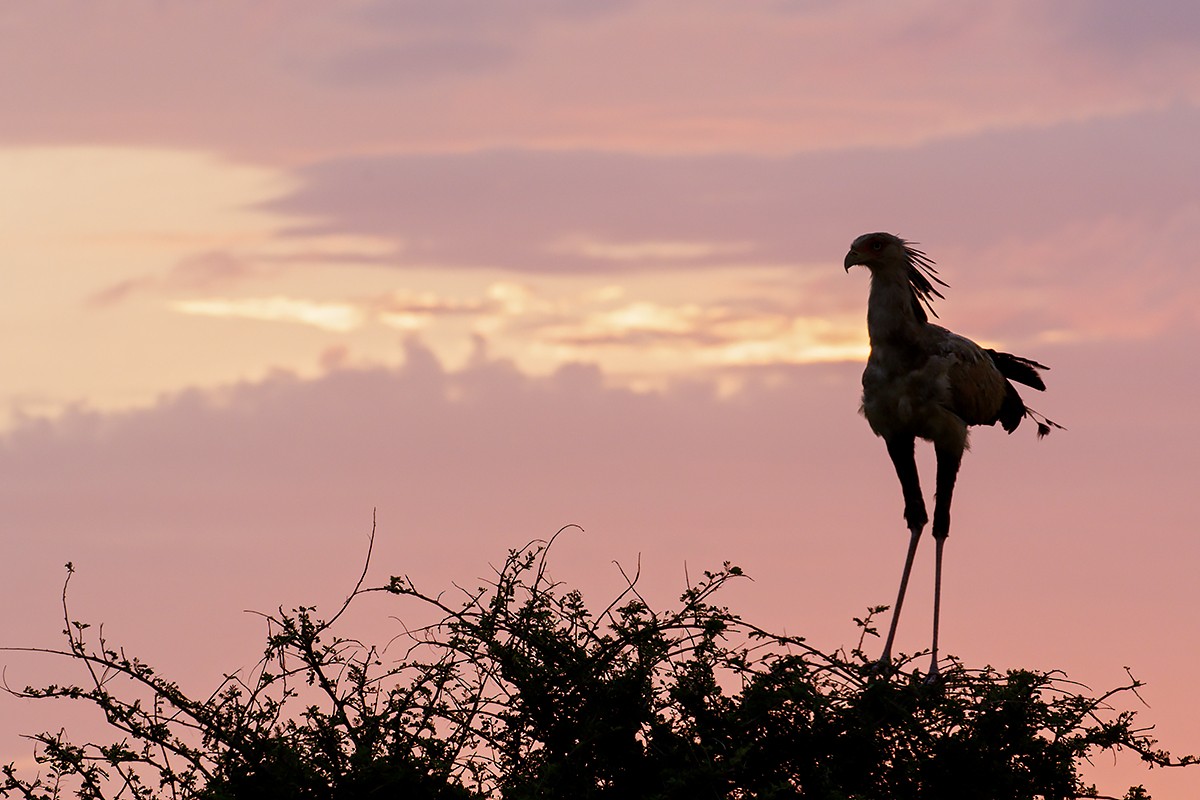 Secretarybird - Yann Kolbeinsson