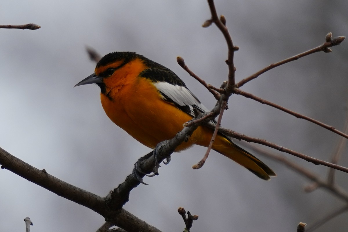 Bullock's Oriole - ML411686031