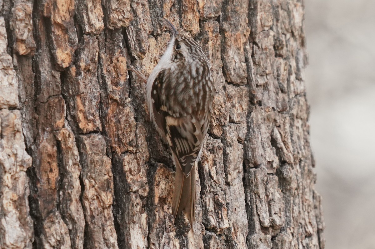 Brown Creeper - ML411686761