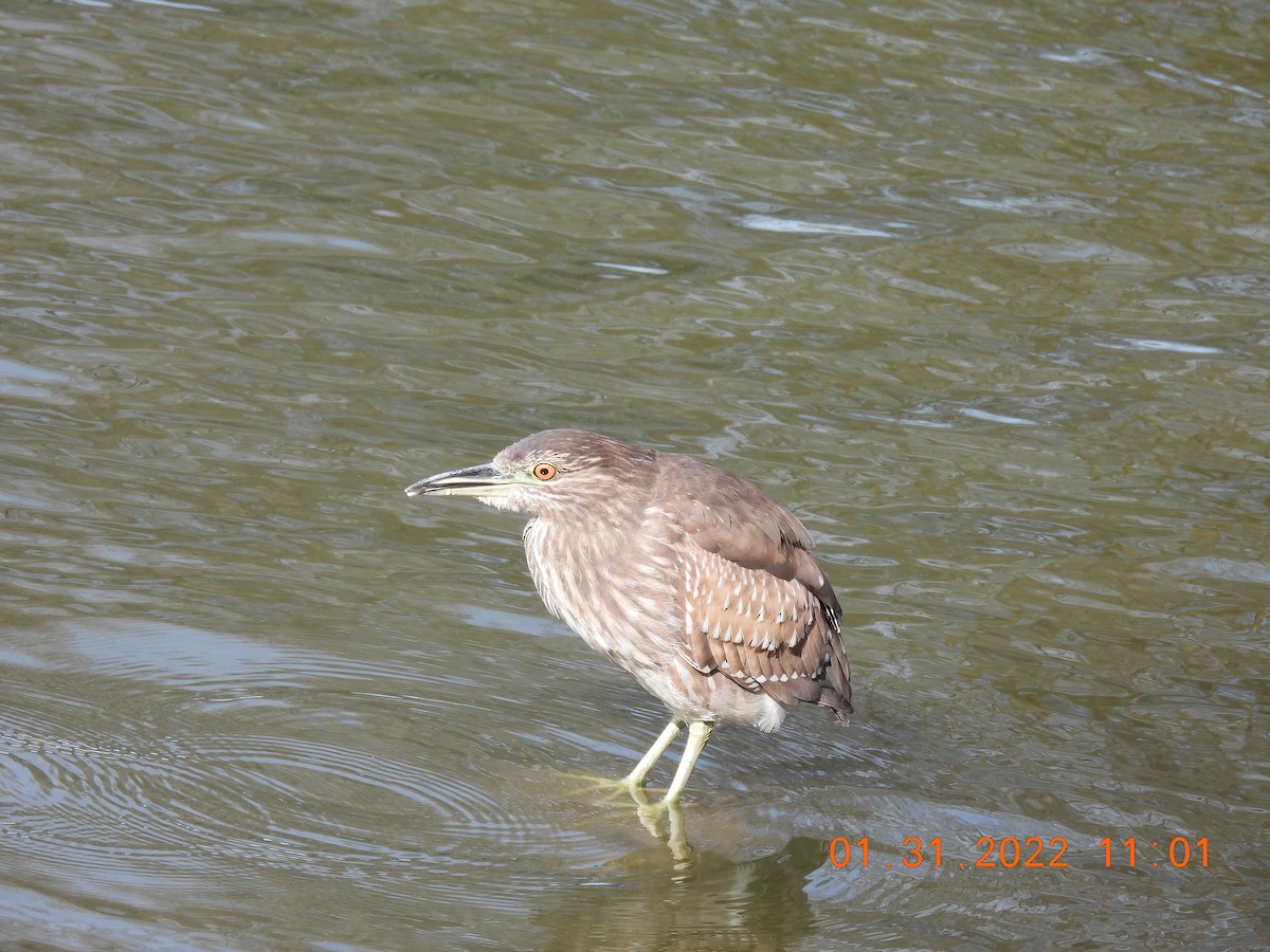 Black-crowned Night Heron - ML411687811