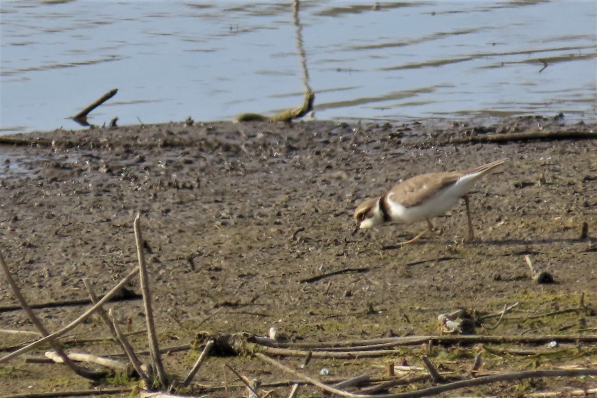 Little Ringed Plover - ML411689161