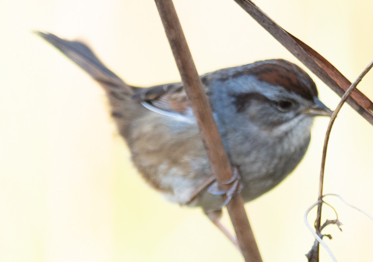 Swamp Sparrow - ML411689571