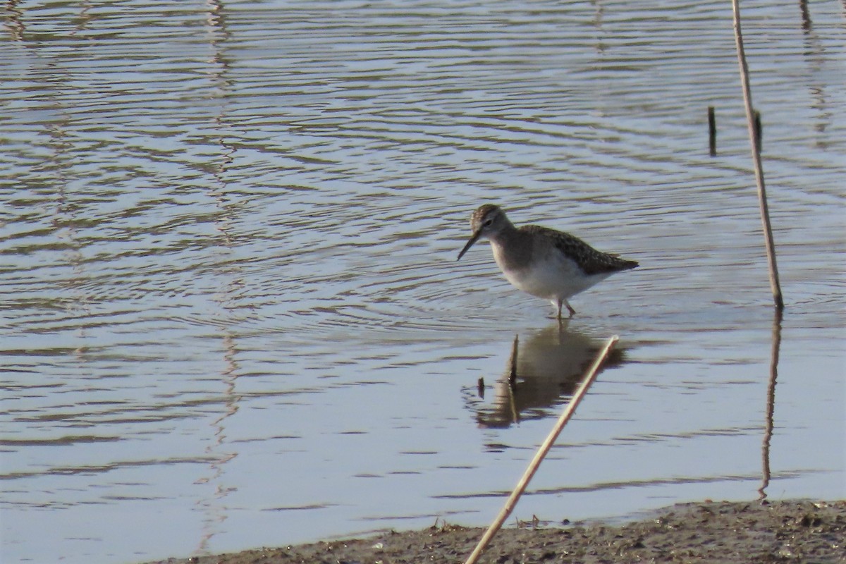 Wood Sandpiper - ML411689581