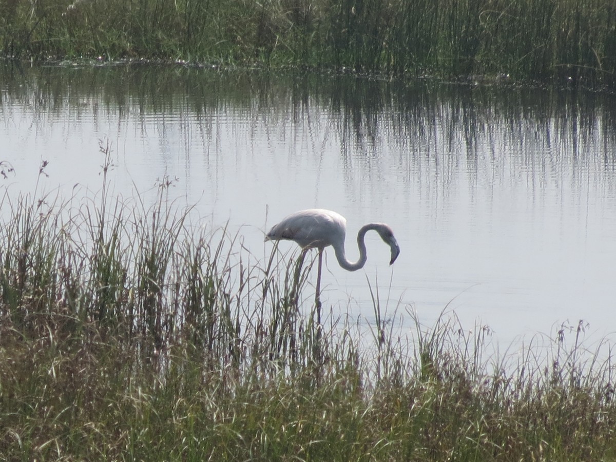 Greater Flamingo - ML41168981