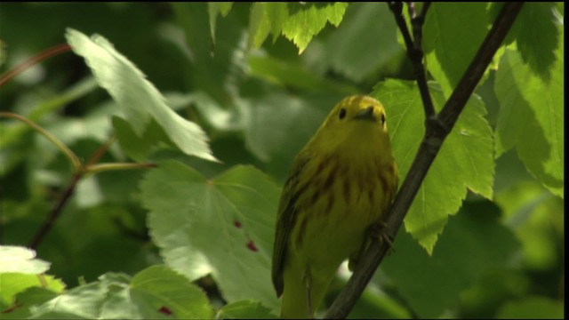 Yellow Warbler (Northern) - ML411690
