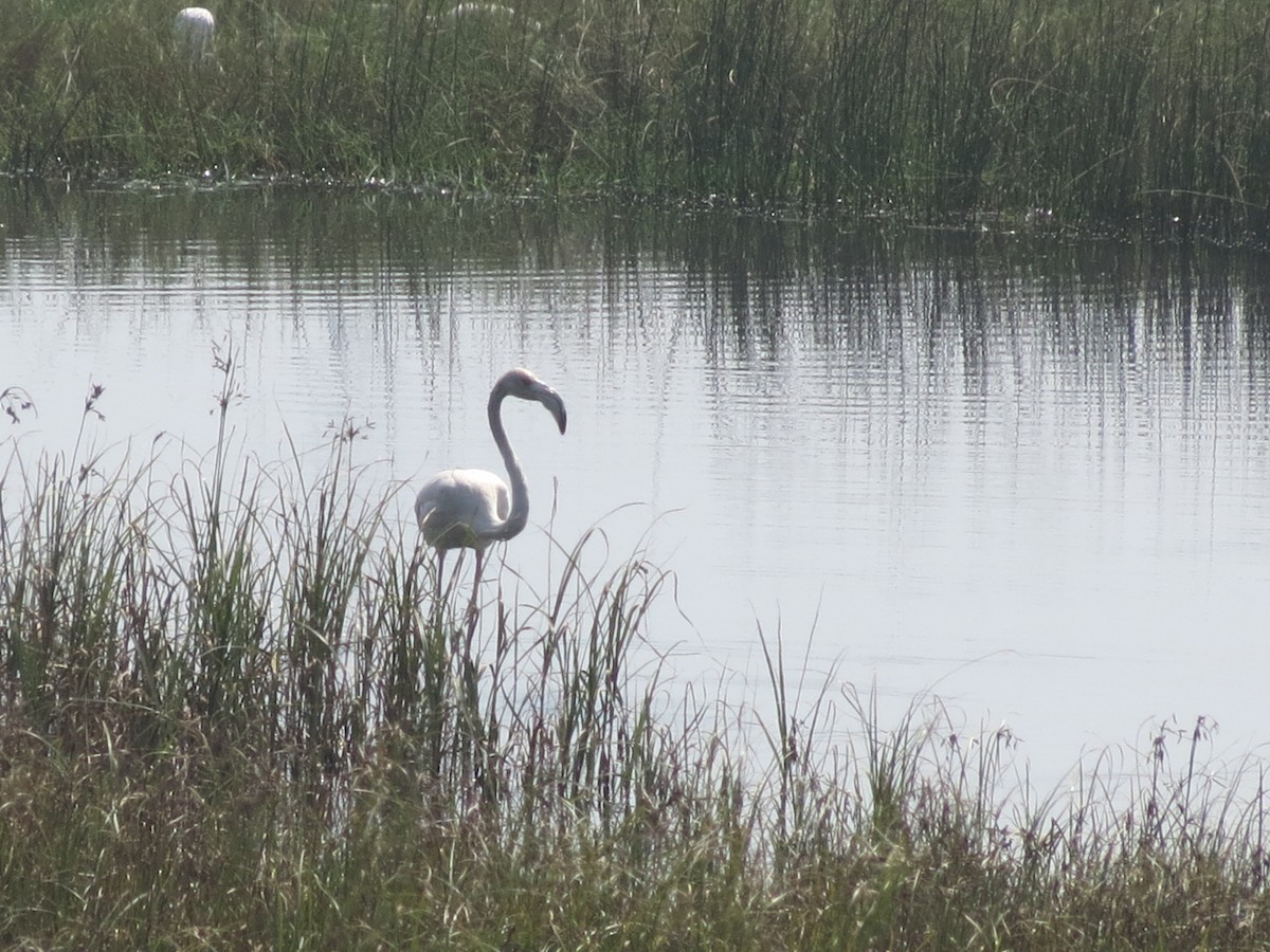 Greater Flamingo - ML41169011