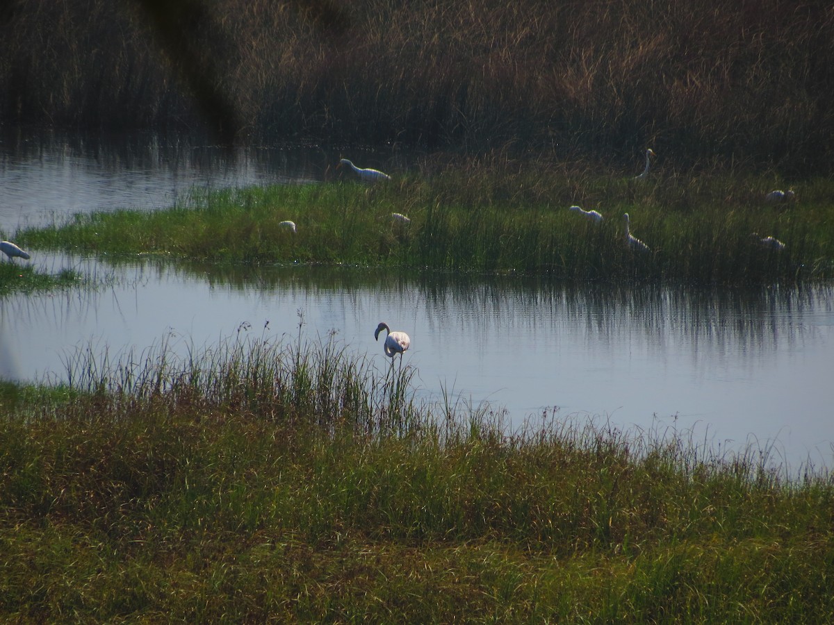 Greater Flamingo - ML41169071