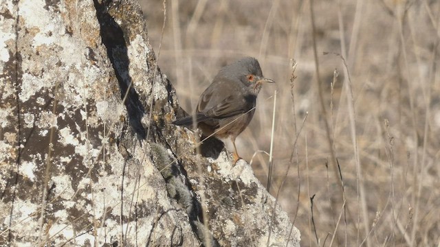 Dartford Warbler - ML411690891