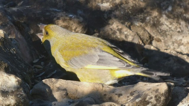 European Greenfinch - ML411691171