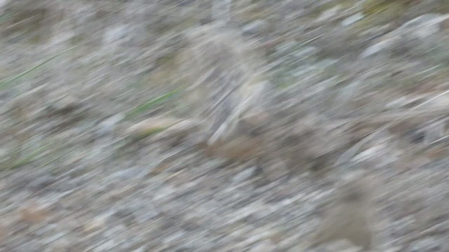 vrabec skalní - ML411691181