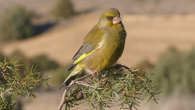 European Greenfinch - ML411691731