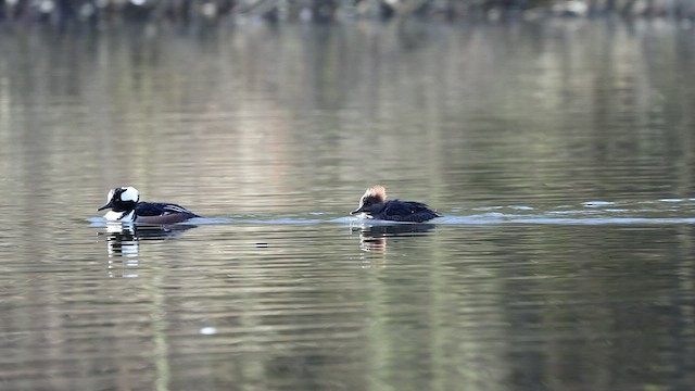 Hooded Merganser - ML411692081