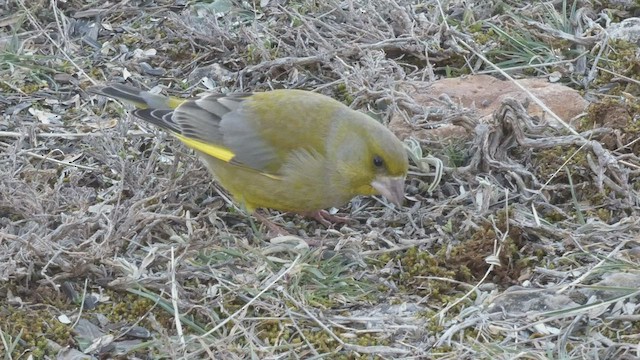 European Greenfinch - ML411692161