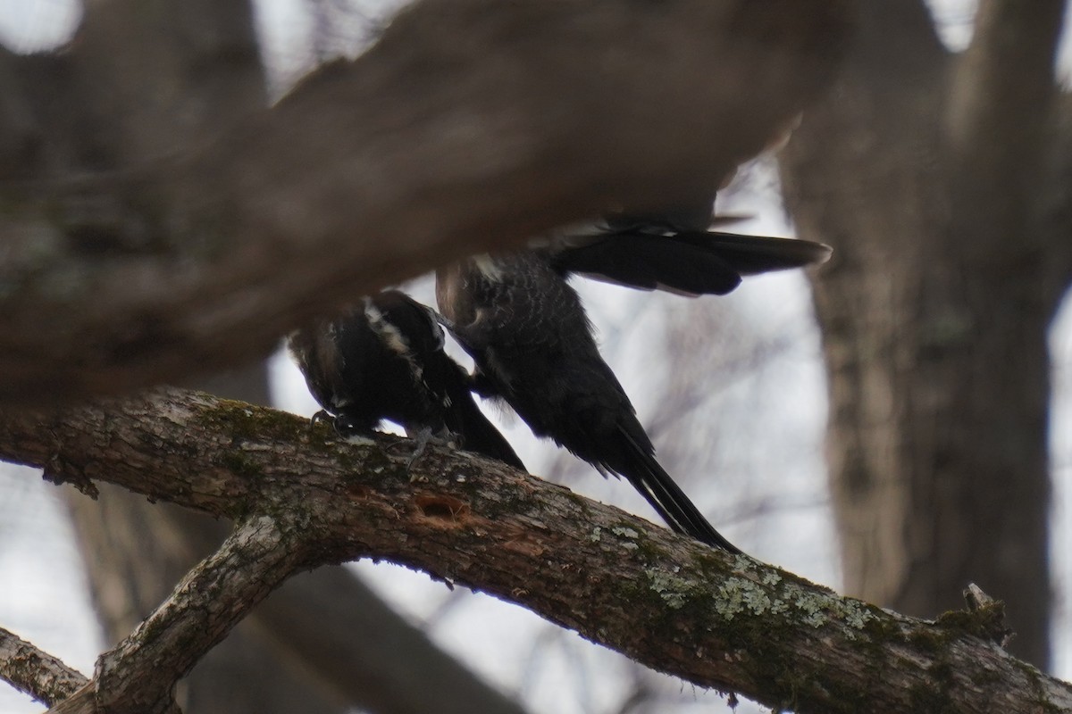 Pileated Woodpecker - Jeanie McCoy