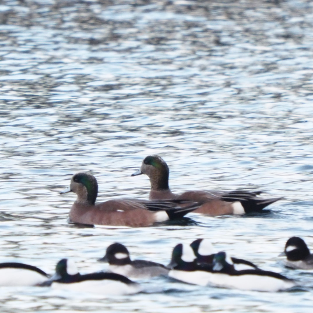 American Wigeon - ML411692921