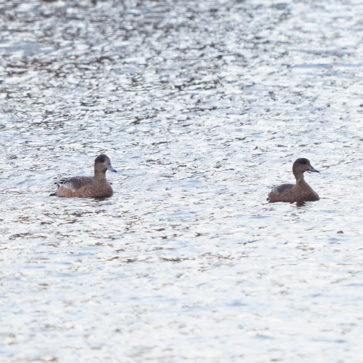 American Wigeon - ML411692931