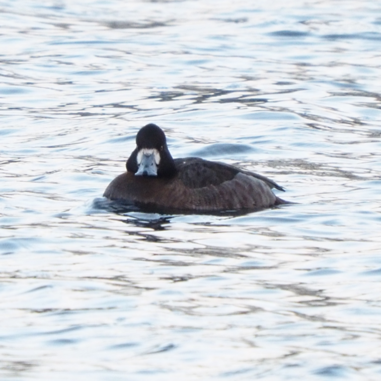 Lesser Scaup - ML411693131