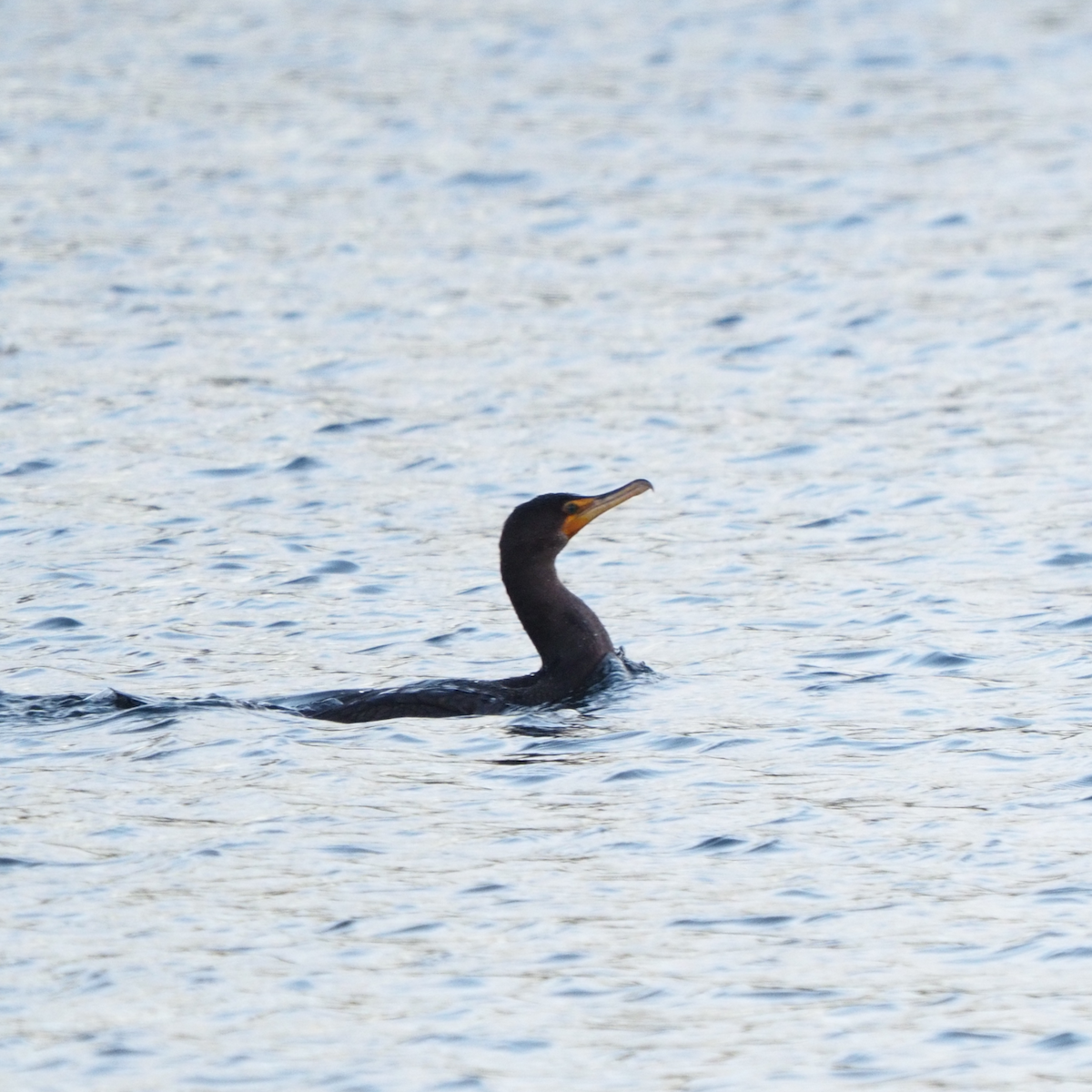 Double-crested Cormorant - ML411693231