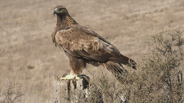 Golden Eagle - ML411693431