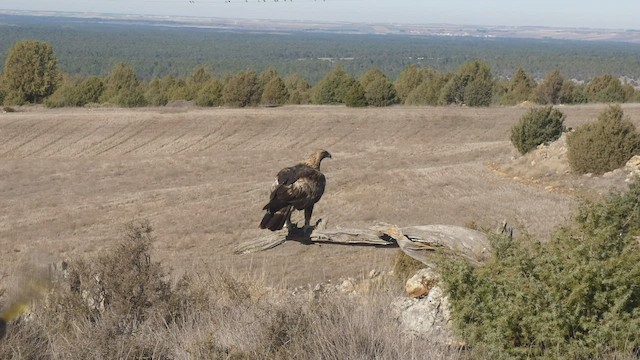 Golden Eagle - ML411693591