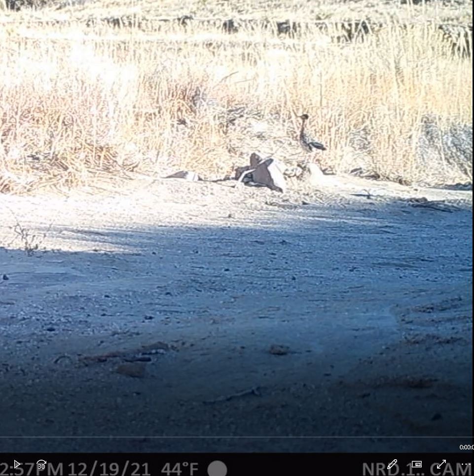Greater Roadrunner - ML411695121