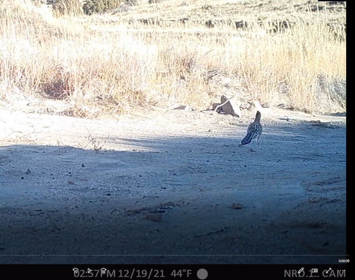 Greater Roadrunner - ML411695131