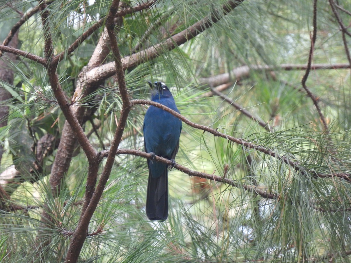 Steller's Jay - ML411695721