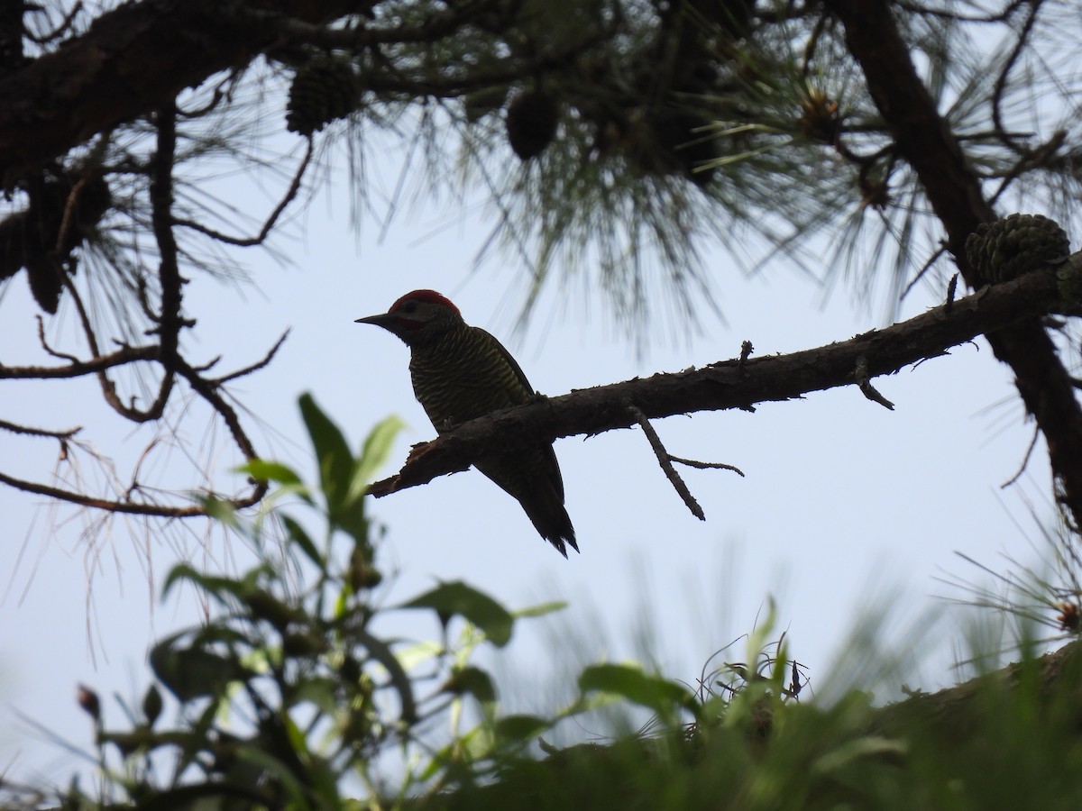 Golden-olive Woodpecker - ML411696291