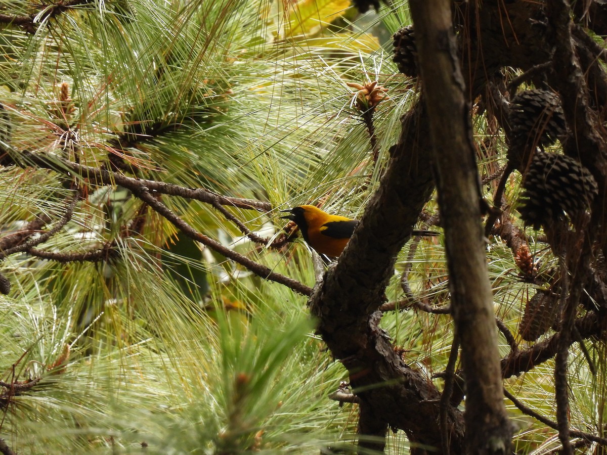 Yellow-backed Oriole - ML411696731