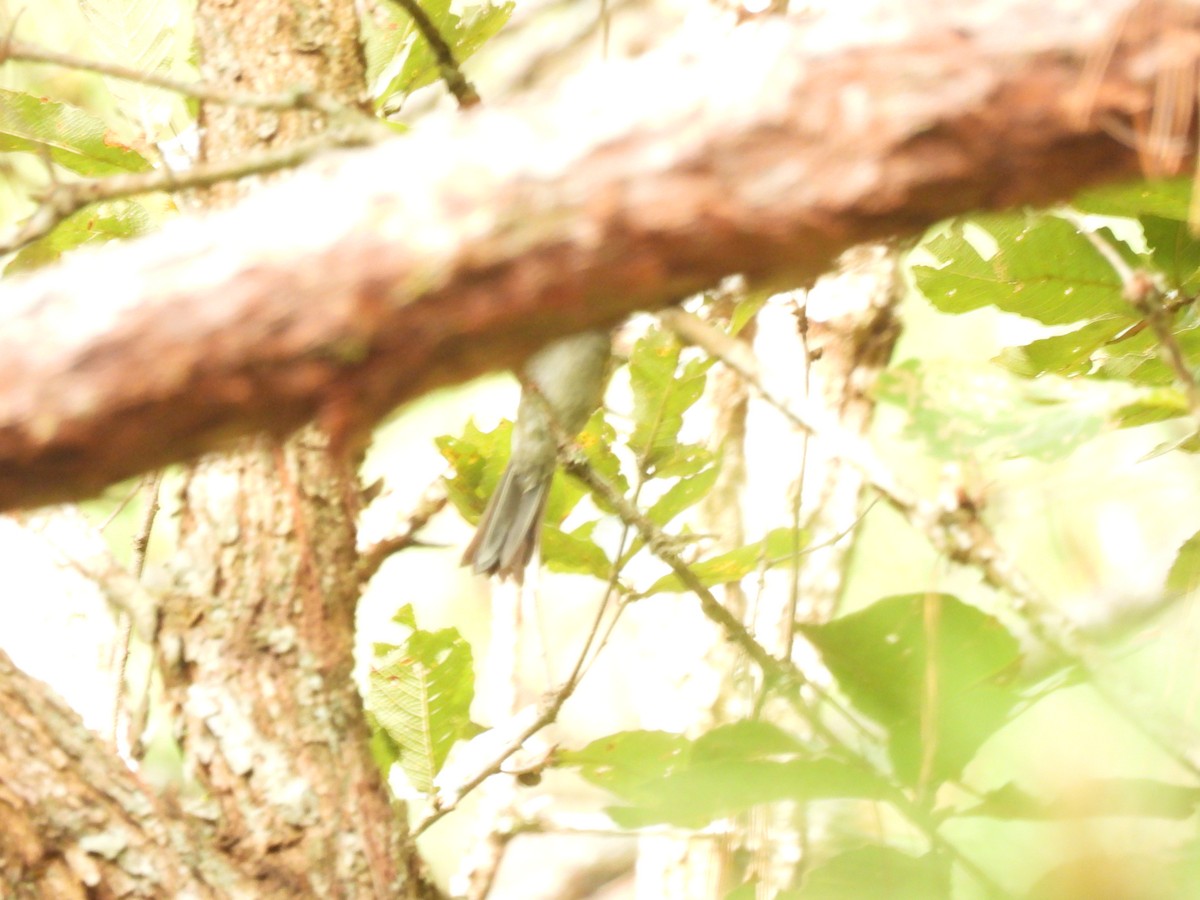 Brown-backed Solitaire - ML411697561