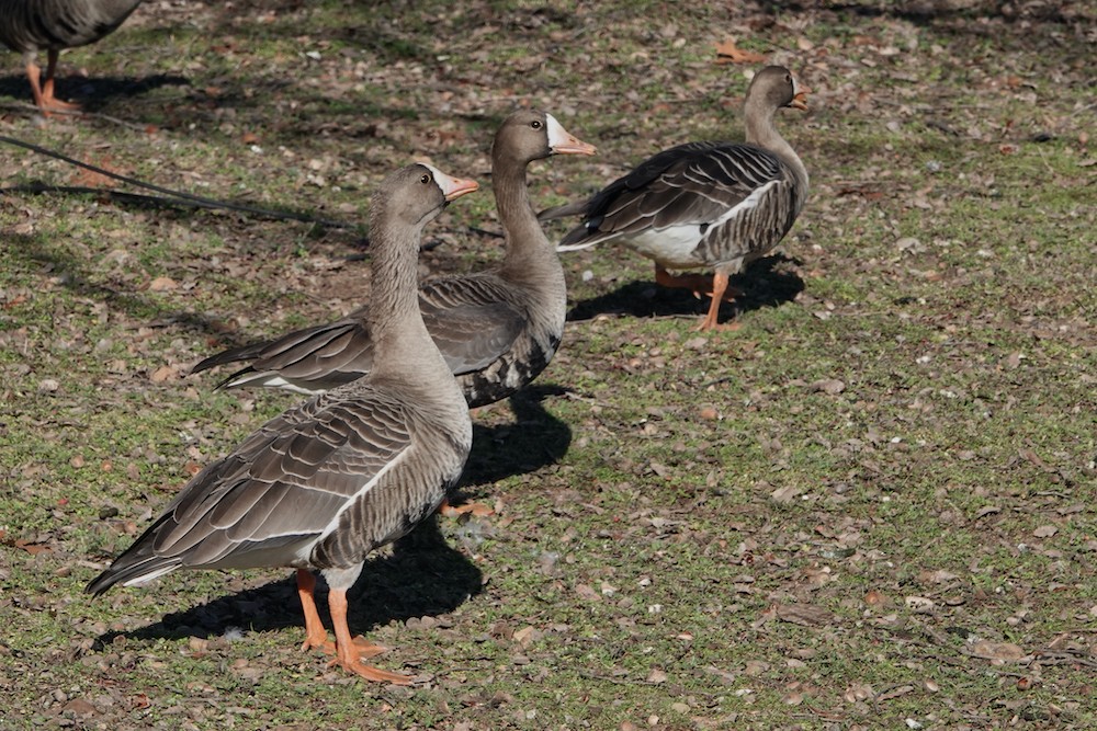 Greater White-fronted Goose - ML411699231