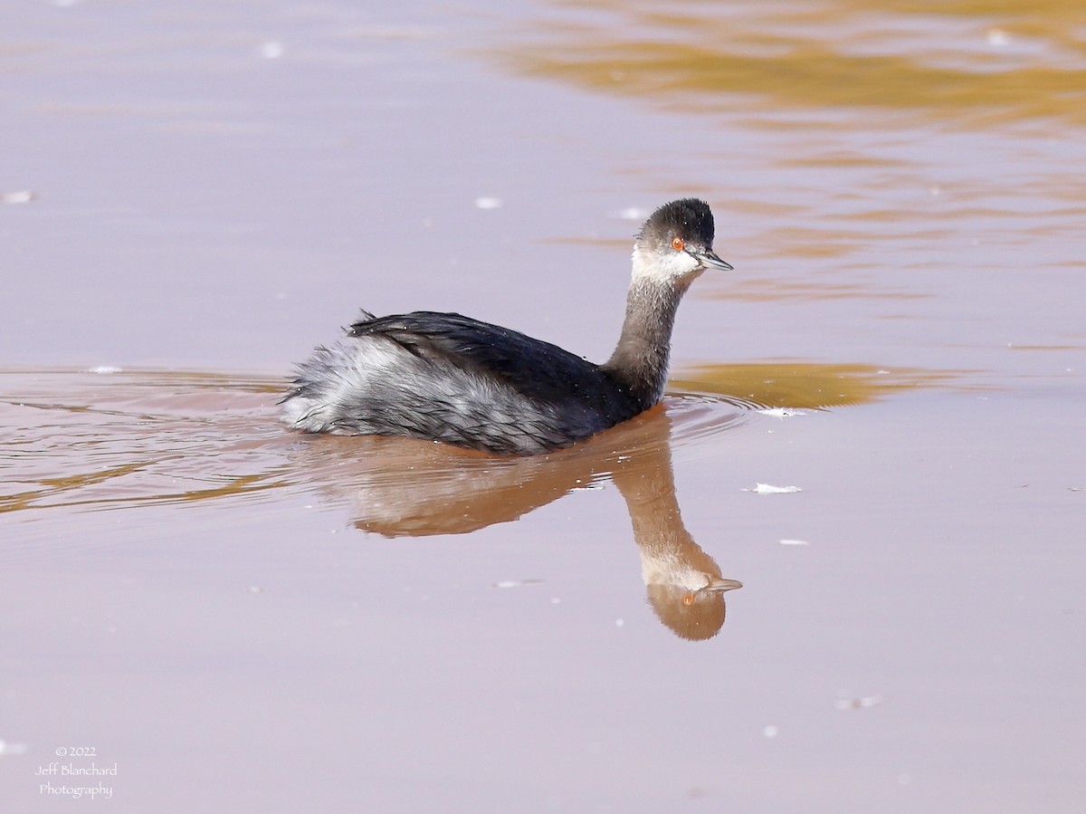 Eared Grebe - ML411699411