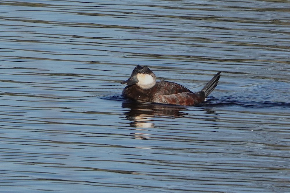 Ruddy Duck - ML411699531