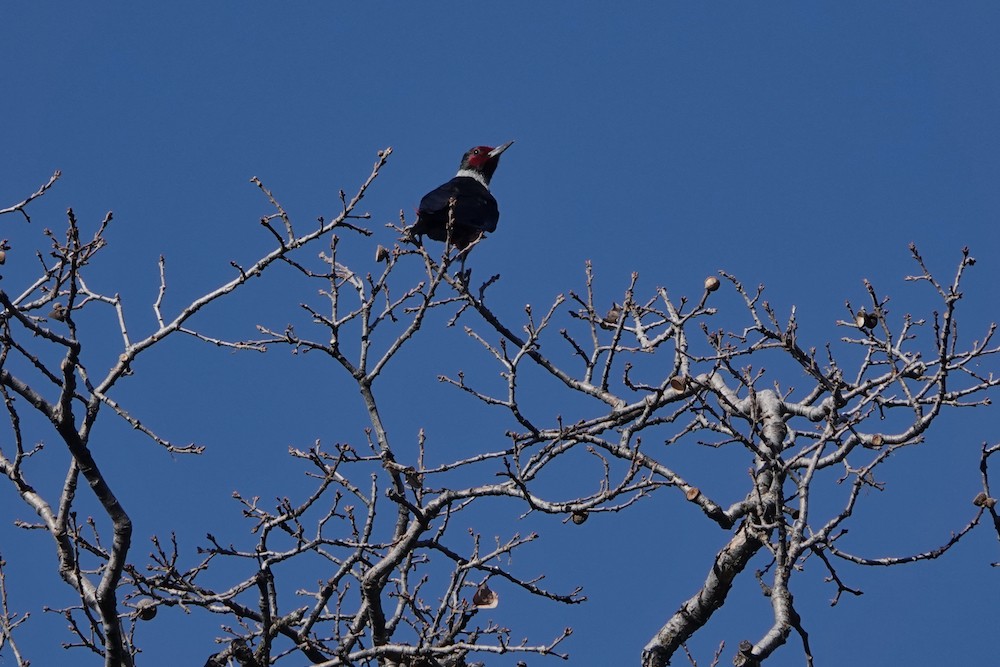 Lewis's Woodpecker - ML411699811