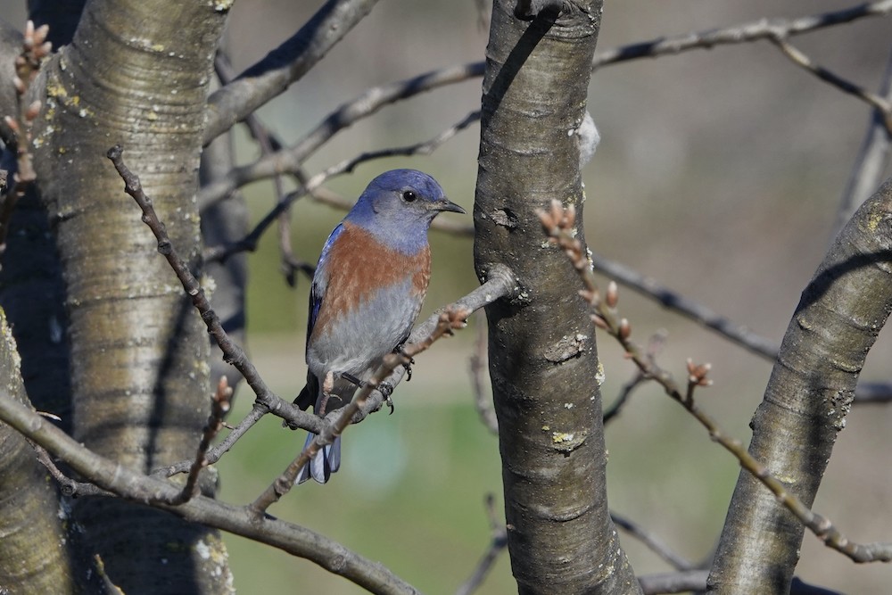 Western Bluebird - Larry Jordan