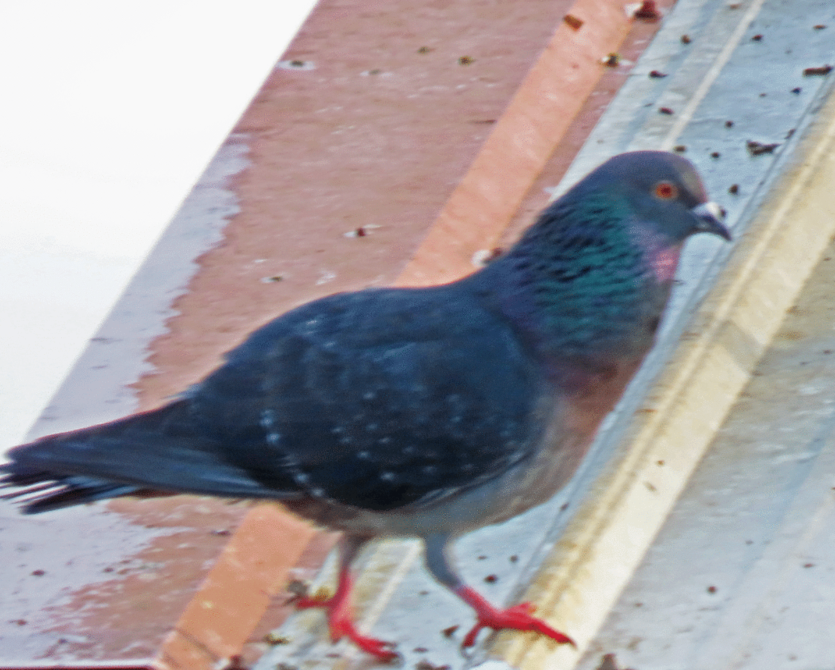 Rock Pigeon (Feral Pigeon) - Jeanette Scott