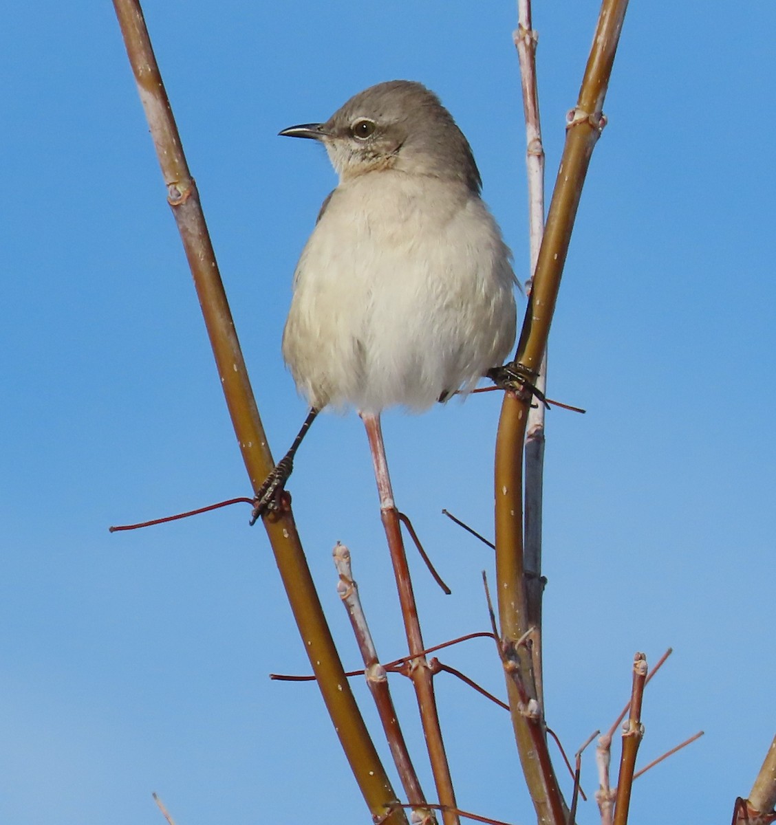 Northern Mockingbird - ML411702141