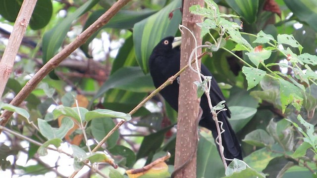 Yellow-billed Cacique - ML411702171