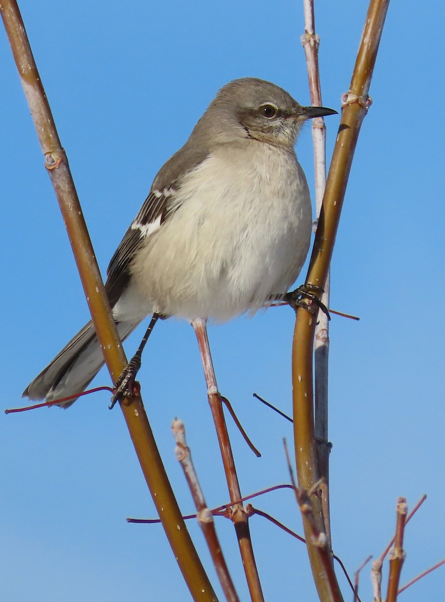 Northern Mockingbird - ML411702631