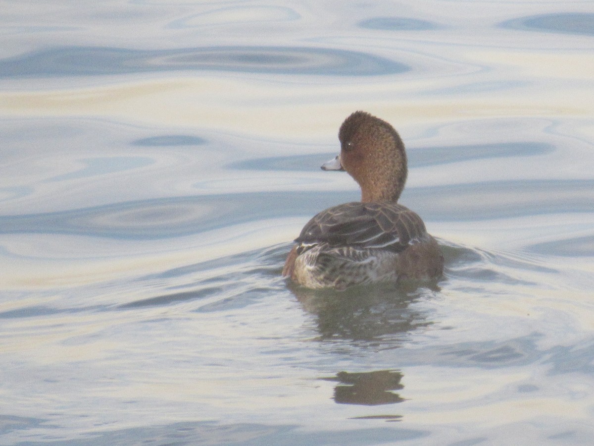 Eurasian Wigeon - ML411703221