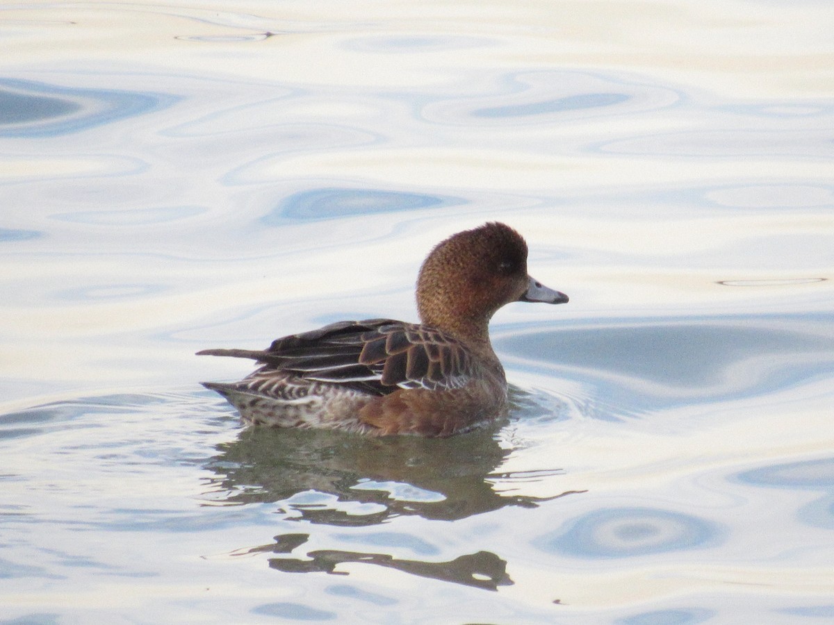 Eurasian Wigeon - ML411703231