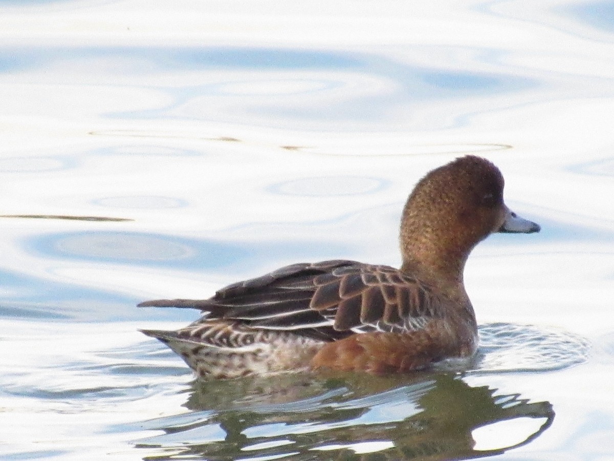 Eurasian Wigeon - ML411703241