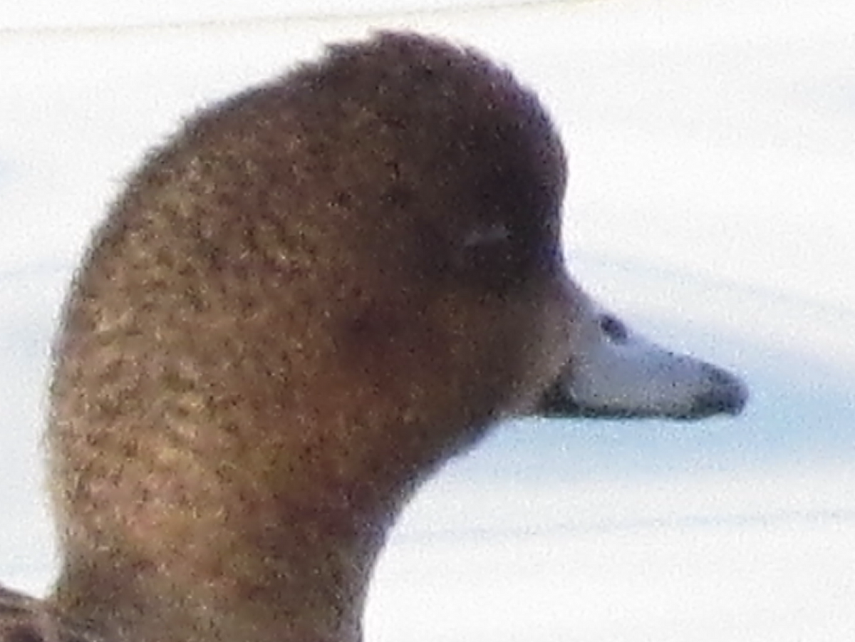 Canard siffleur - ML411703521
