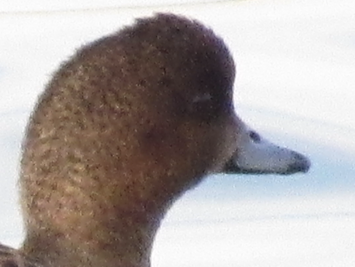 Eurasian Wigeon - ML411703521