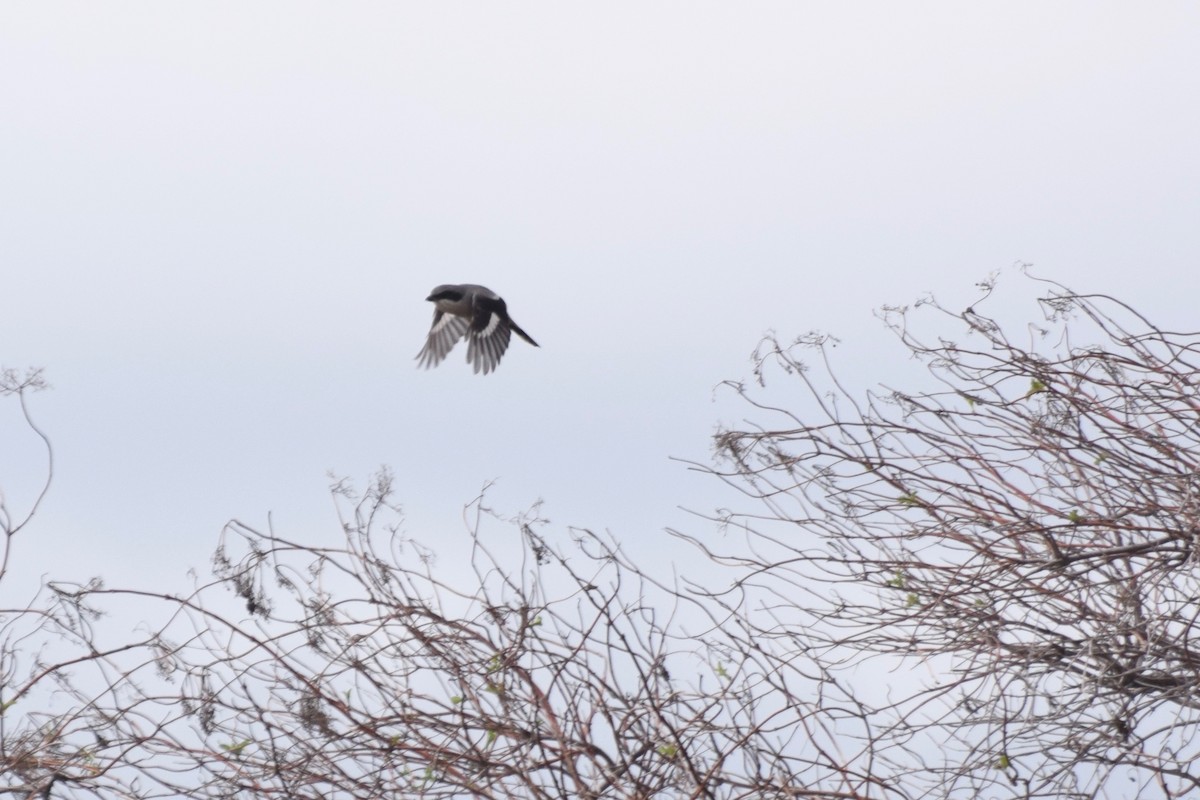 Loggerhead Shrike - Will Brooks