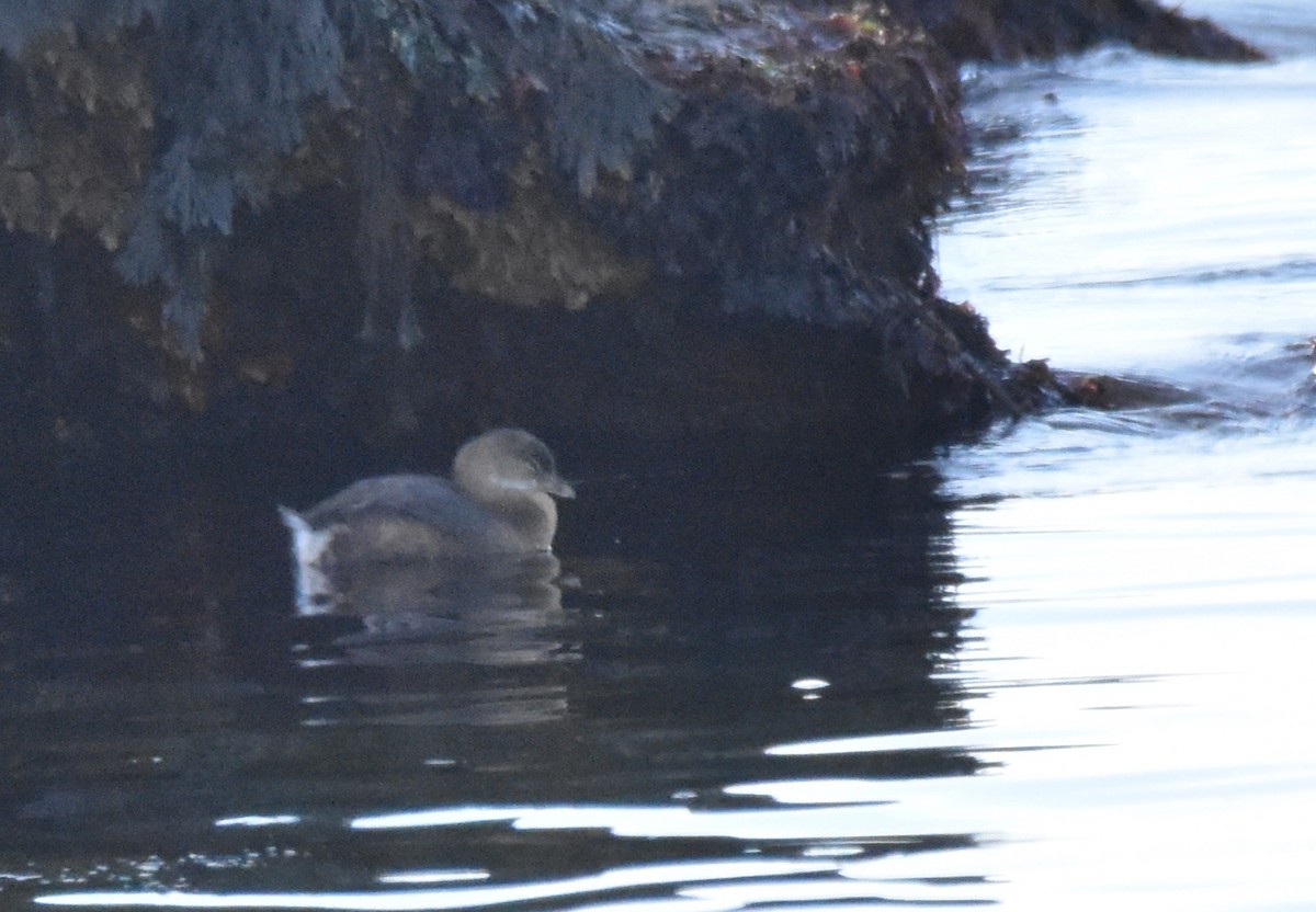 Pied-billed Grebe - Barbara Seith