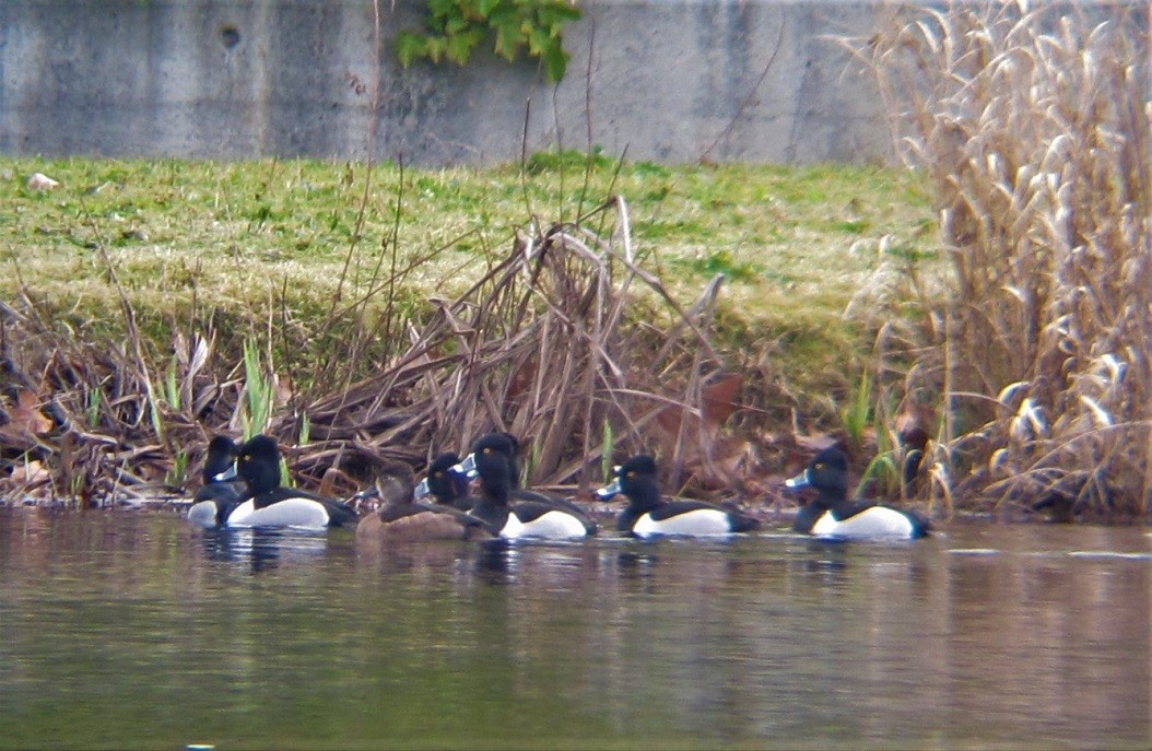 Ring-necked Duck - ML411707401