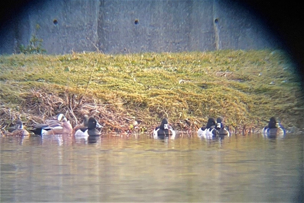 Ring-necked Duck - ML411707701